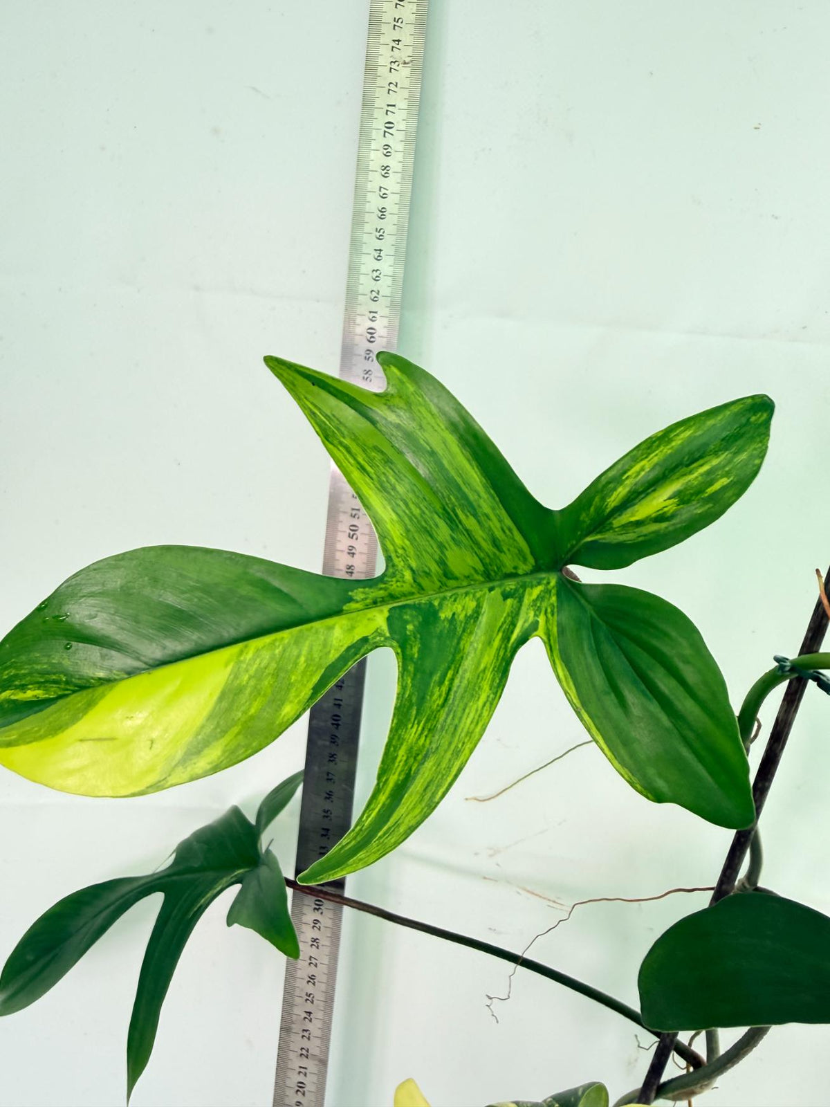 Philodendron Florida Beauty Variegata 7