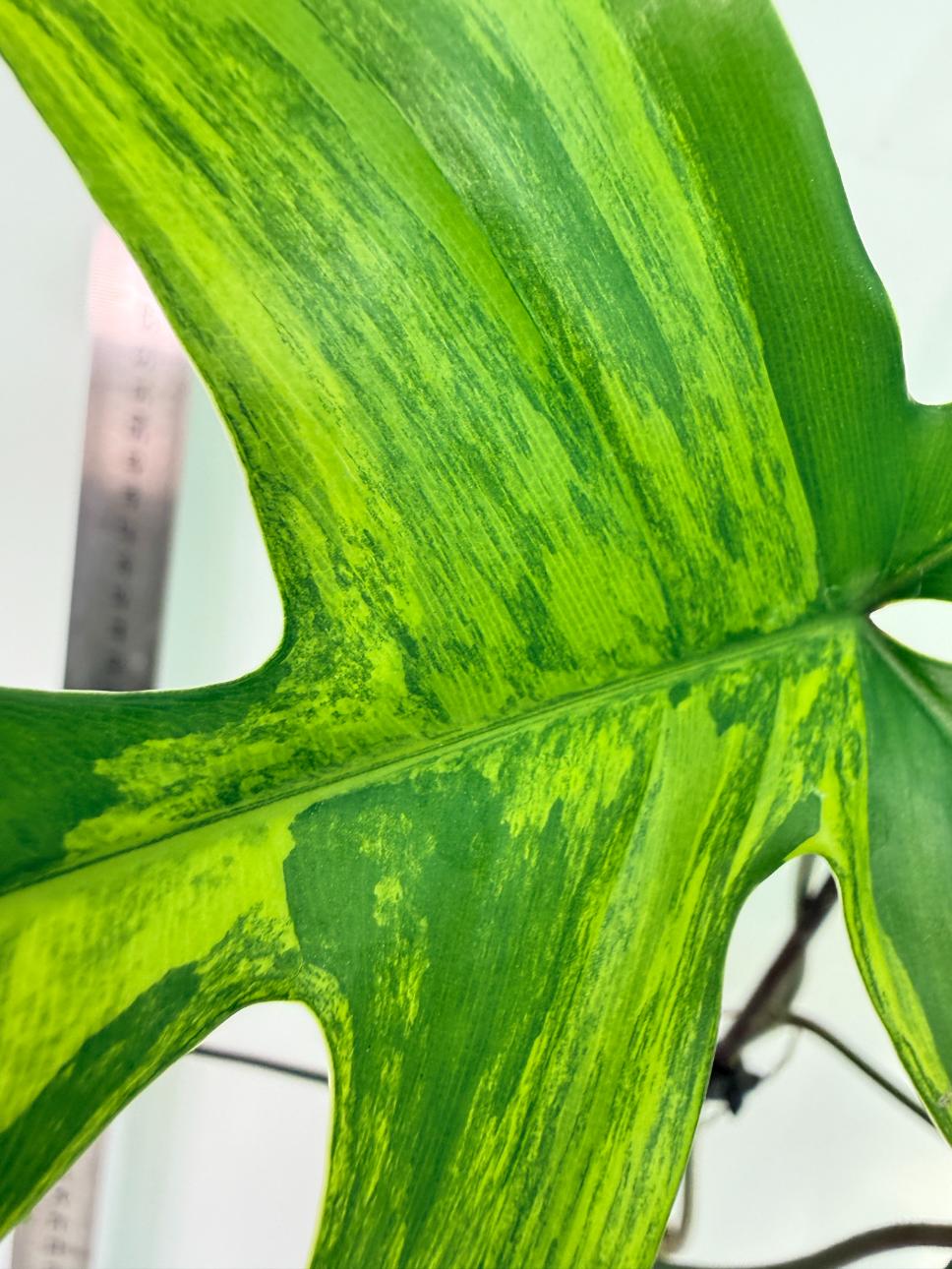 Philodendron Florida Beauty Variegata 8
