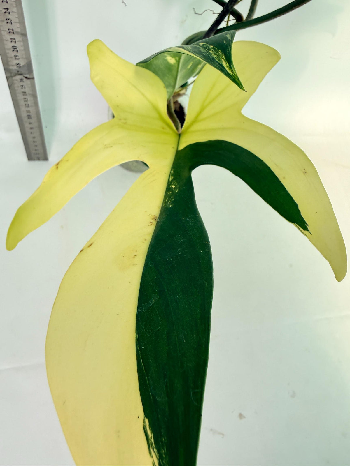 Philodendron Florida Beauty Variegata 4