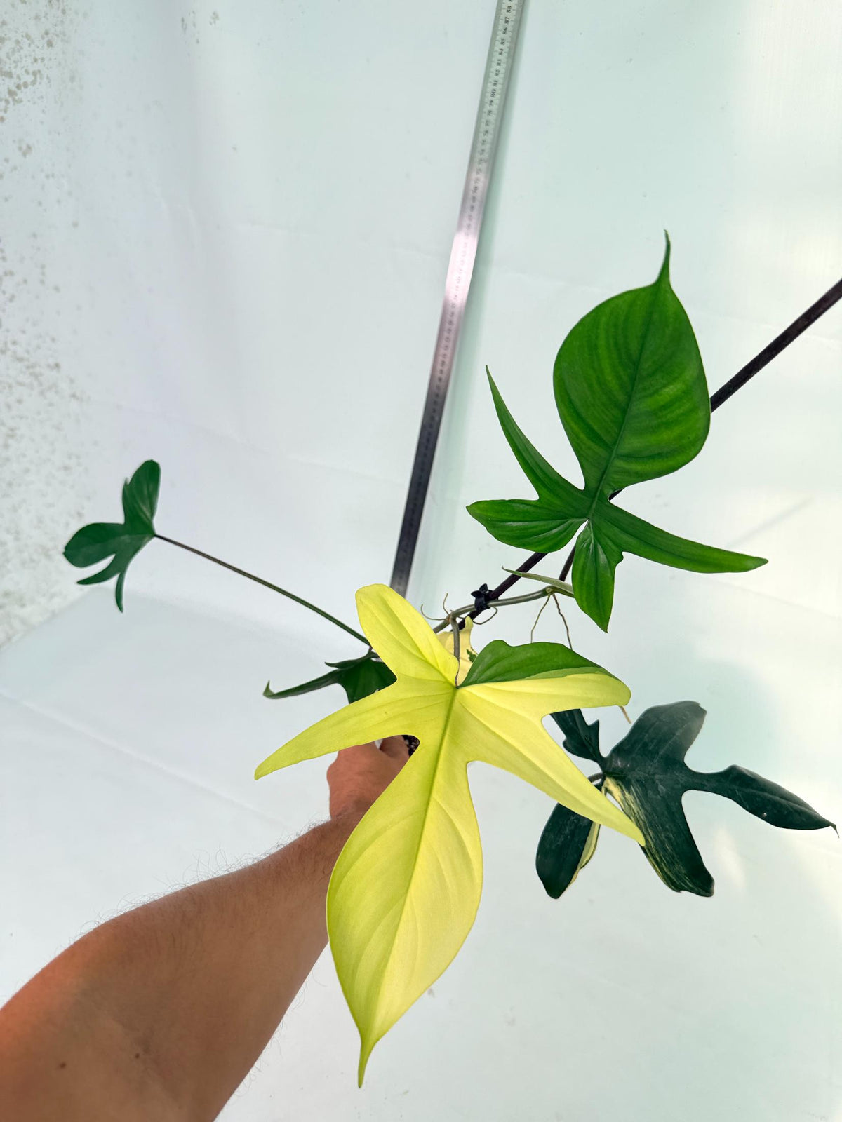 Philodendron Florida Beauty Variegata 4