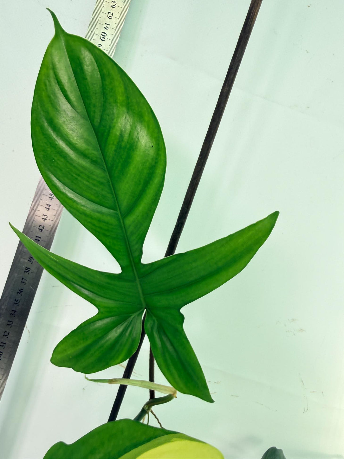 Philodendron Florida Beauty Variegata 9
