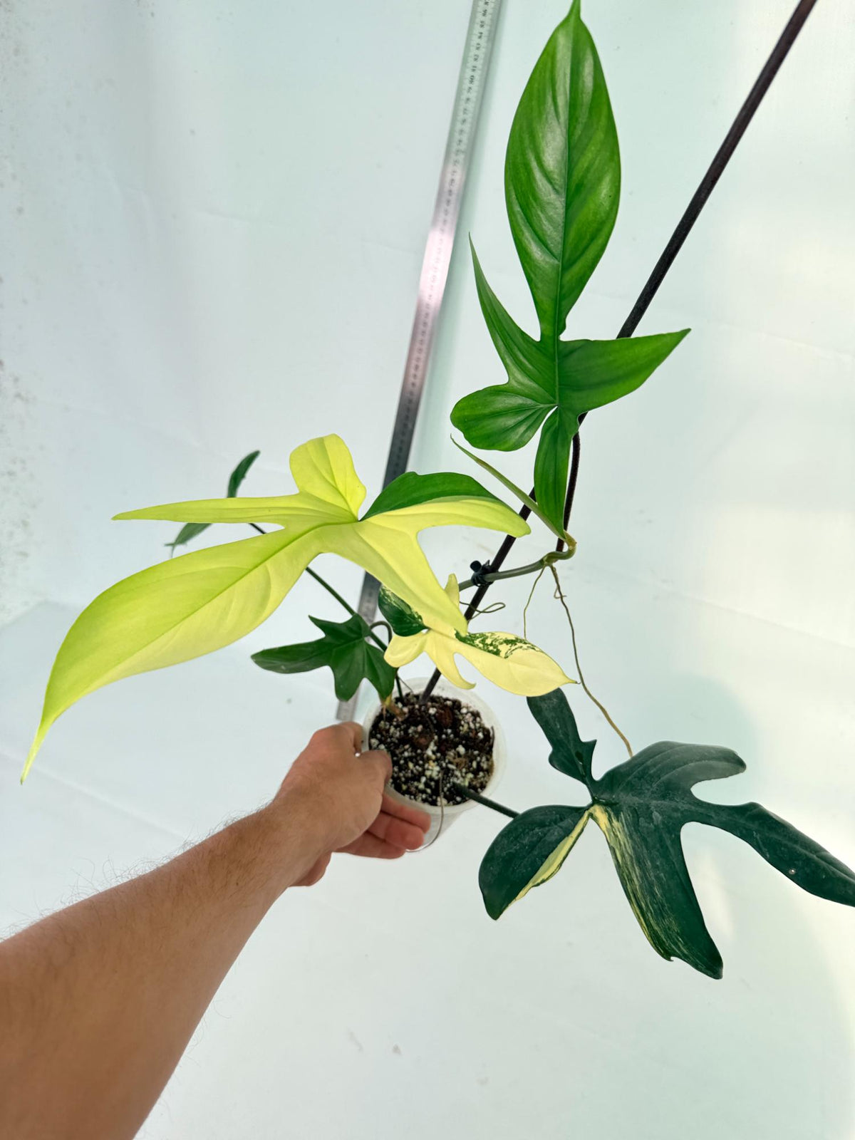 Philodendron Florida Beauty Variegata 10