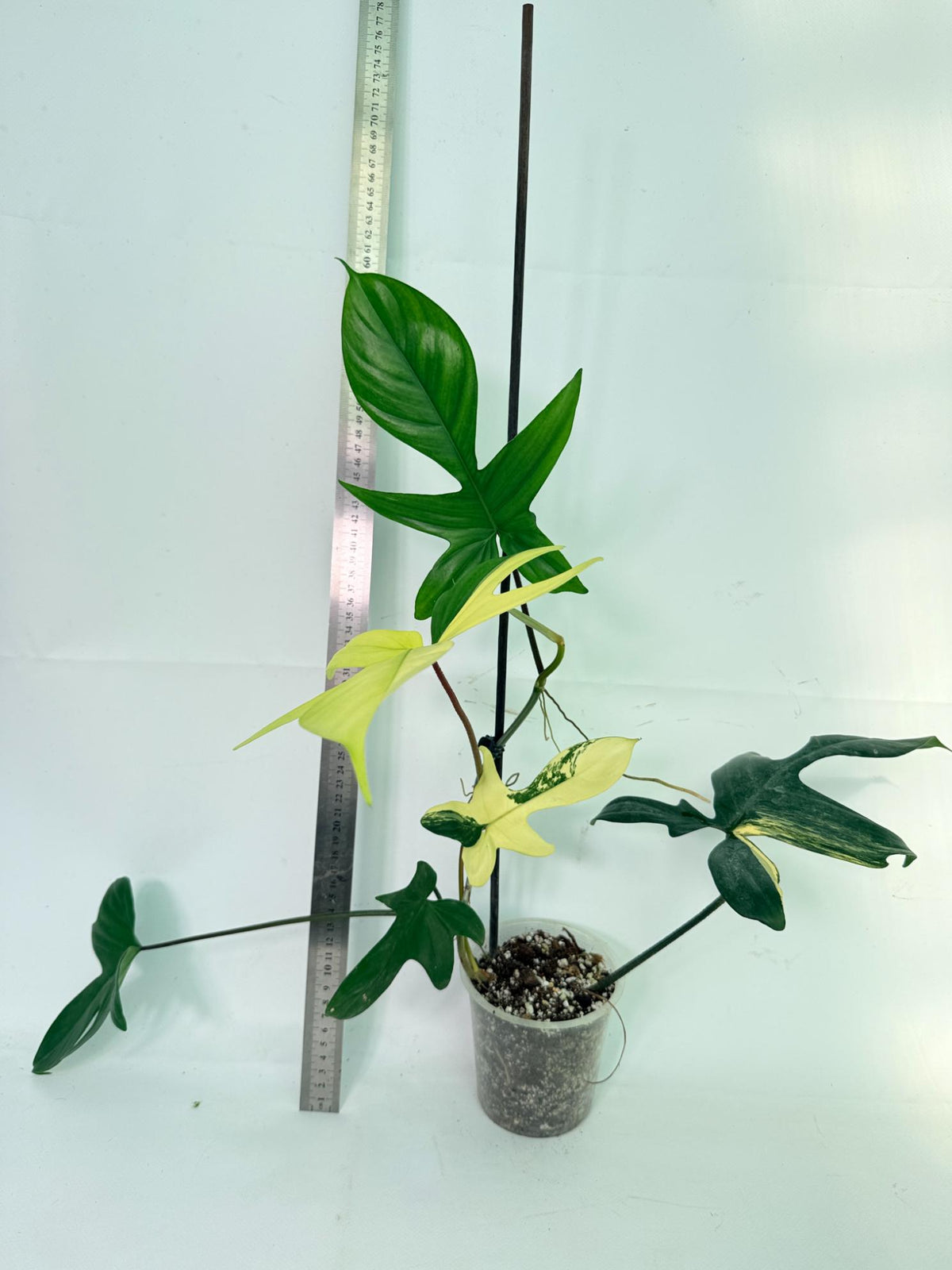 Philodendron Florida Beauty Variegata 2