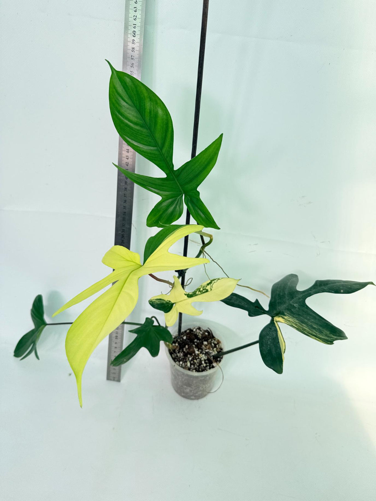 Philodendron Florida Beauty Variegata 6