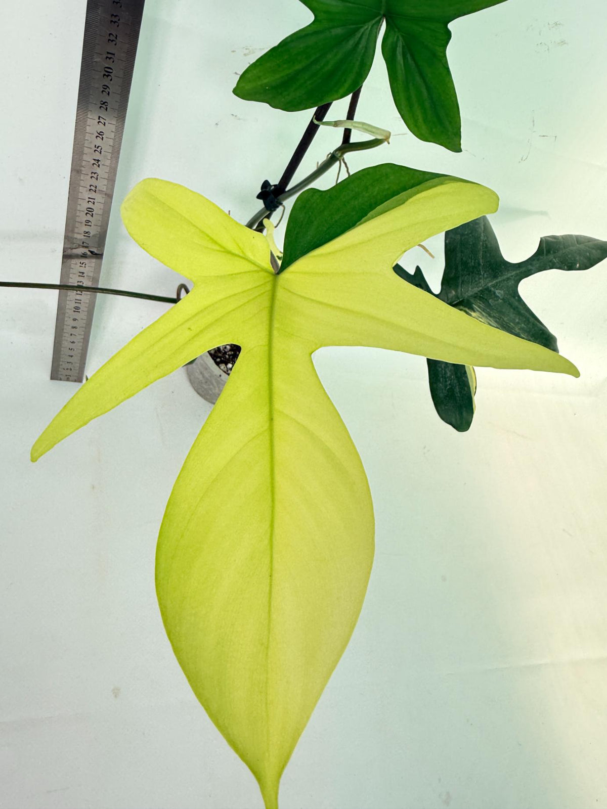 Philodendron Florida Beauty Variegata 1
