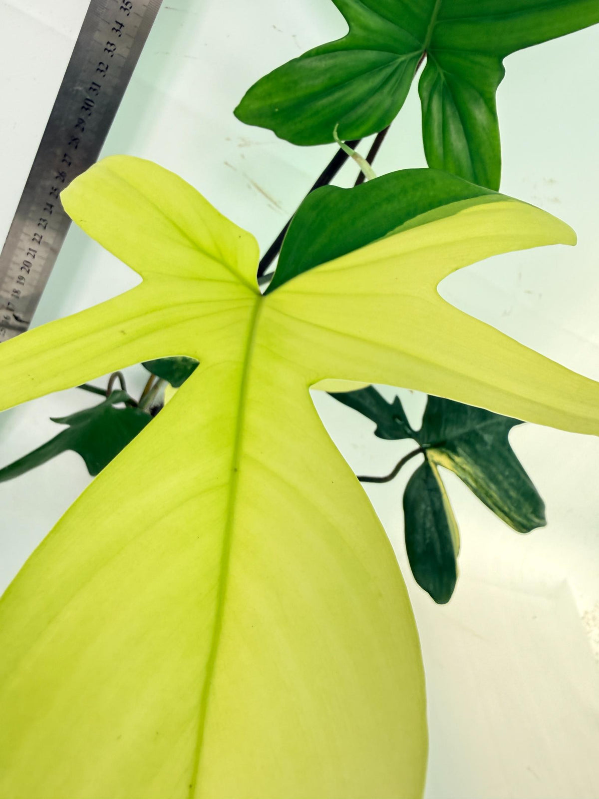 Philodendron Florida Beauty Variegata 7