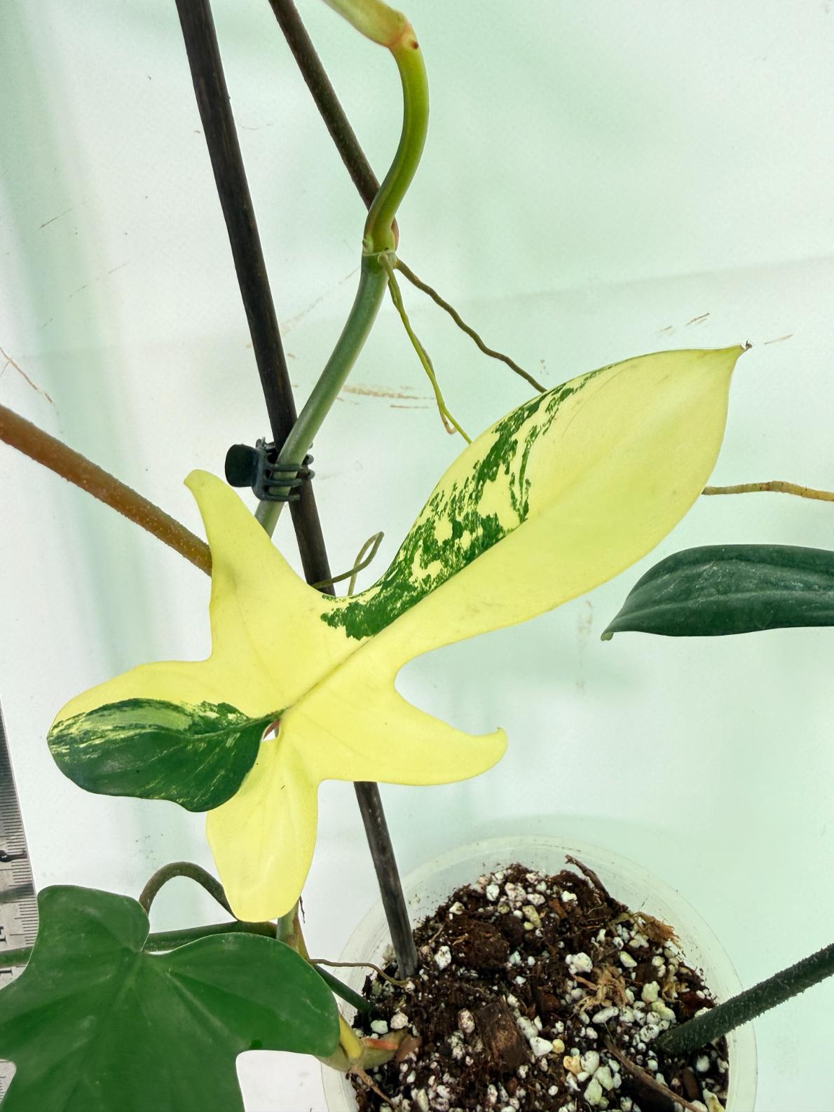 Philodendron Florida Beauty Variegata 8