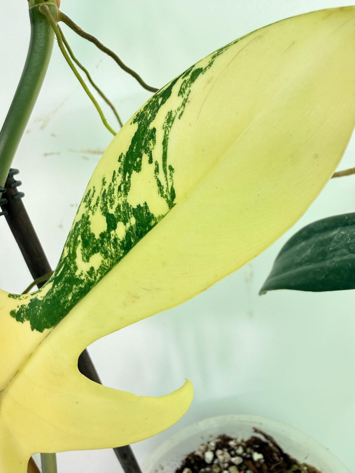 Philodendron Florida Beauty Variegata 3