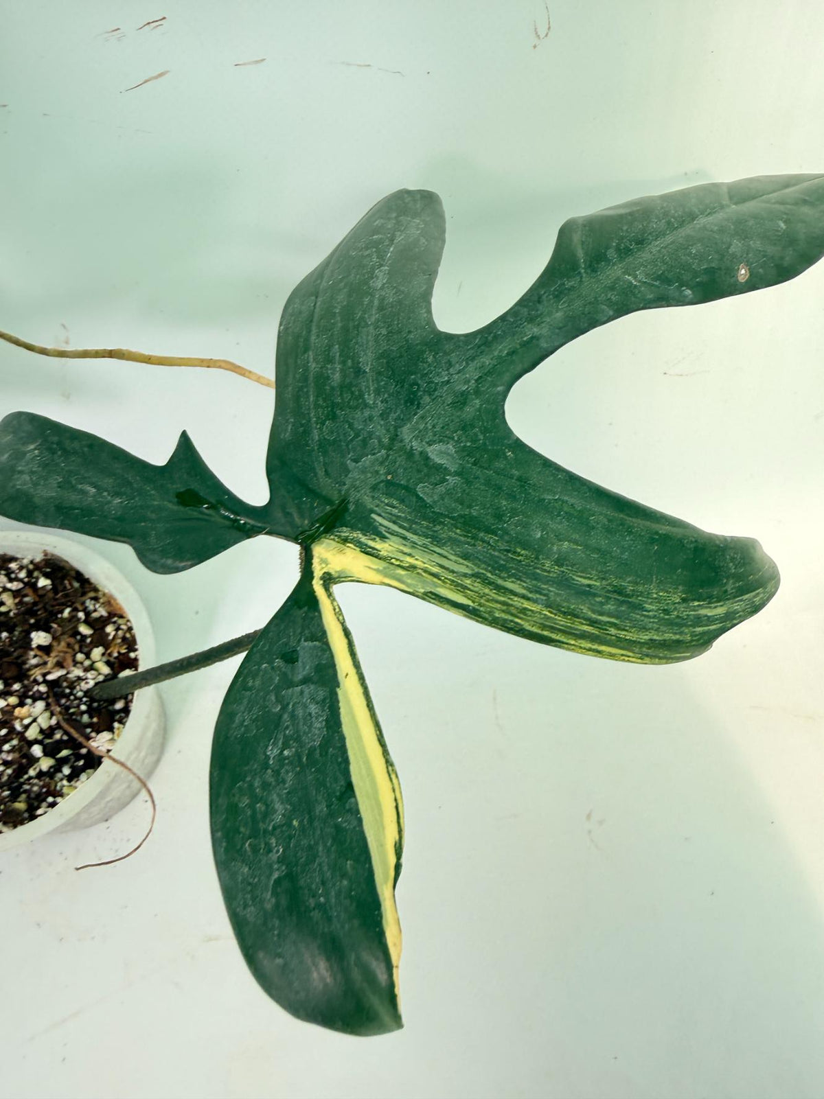 Philodendron Florida Beauty Variegata 5
