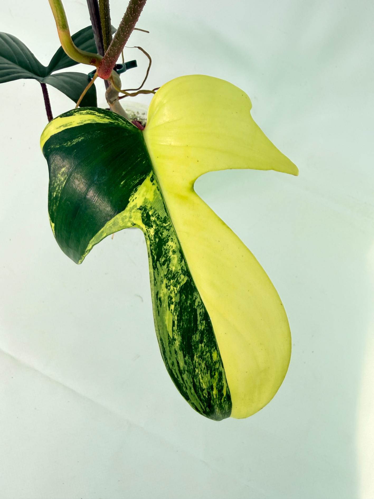 Philodendron Florida Beauty Variegata 03