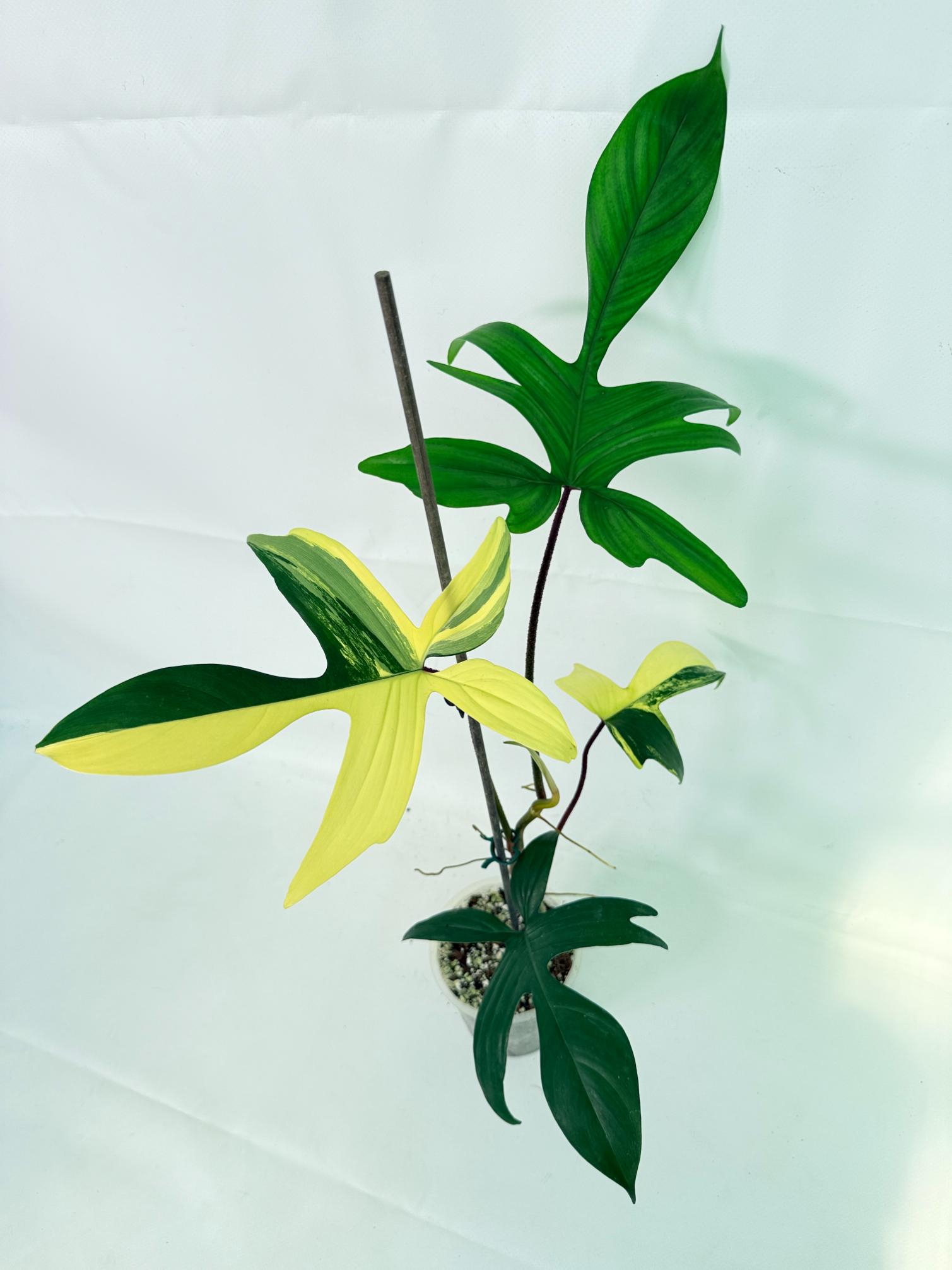 Philodendron Florida Beauty Variegata 07