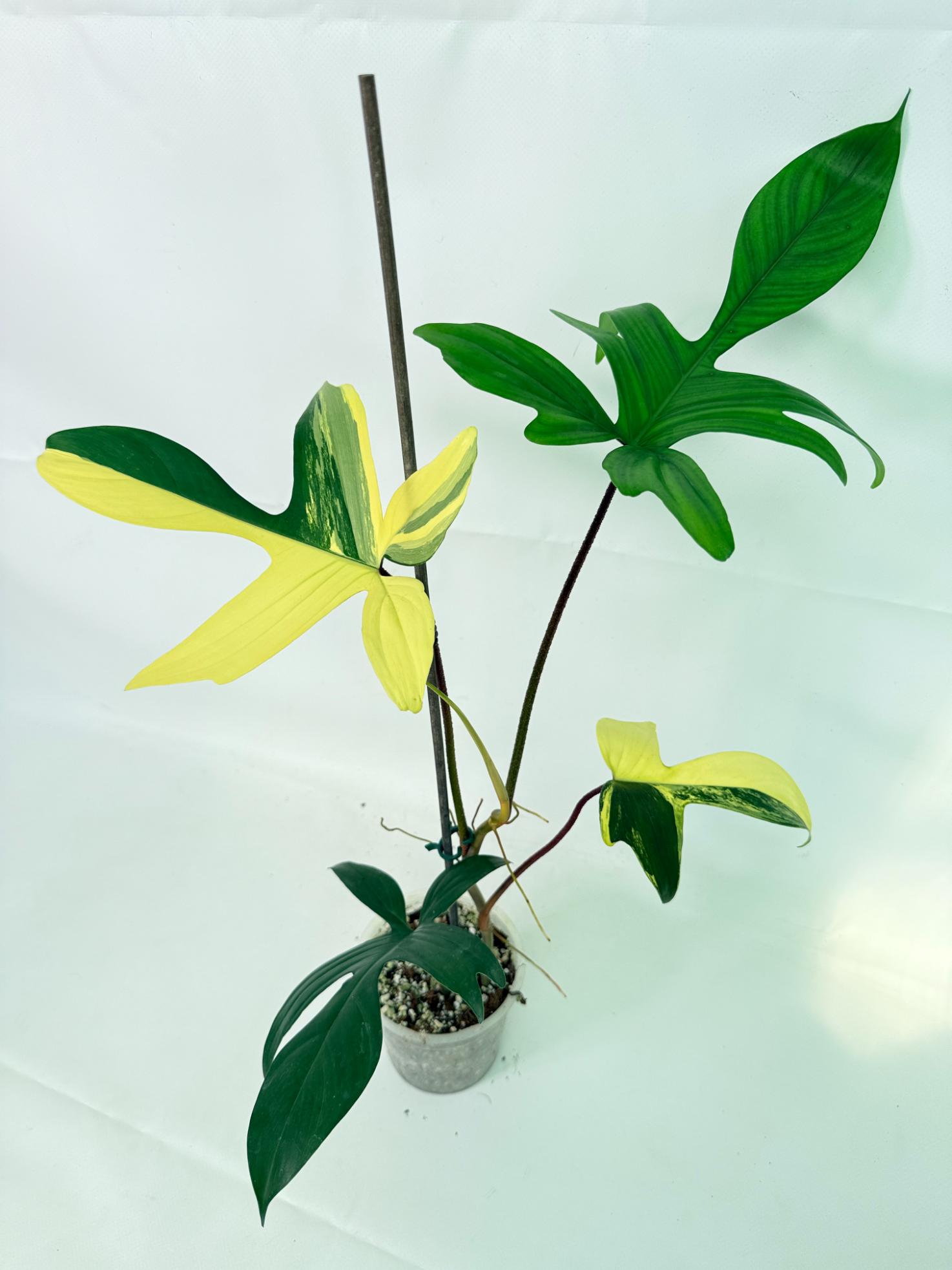 Philodendron Florida Beauty Variegata 08