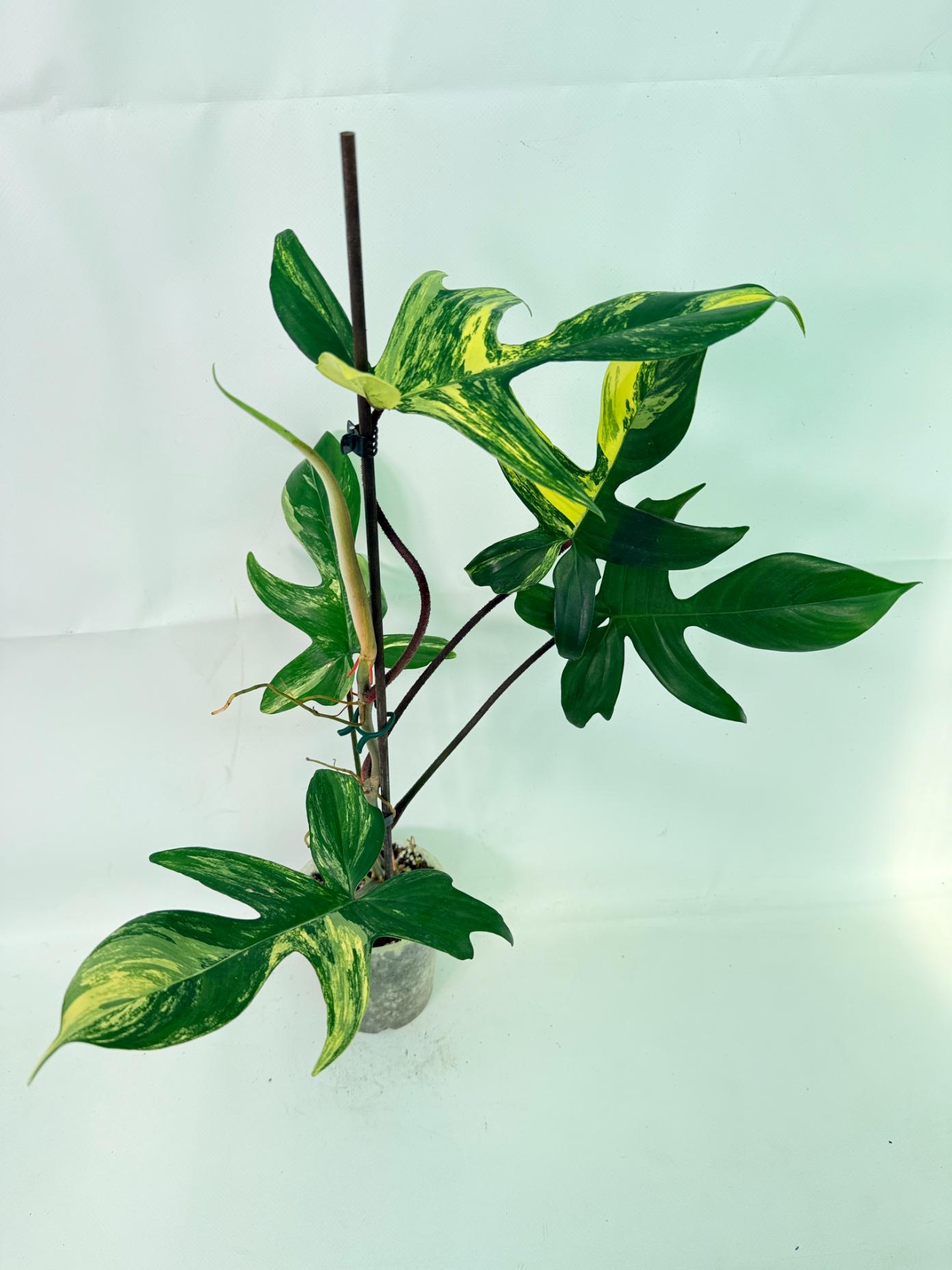 Philodendron Florida Beauty Variegata 01