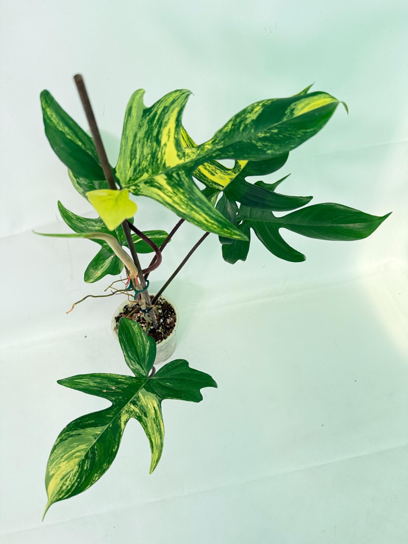 Philodendron Florida Beauty Variegata 03