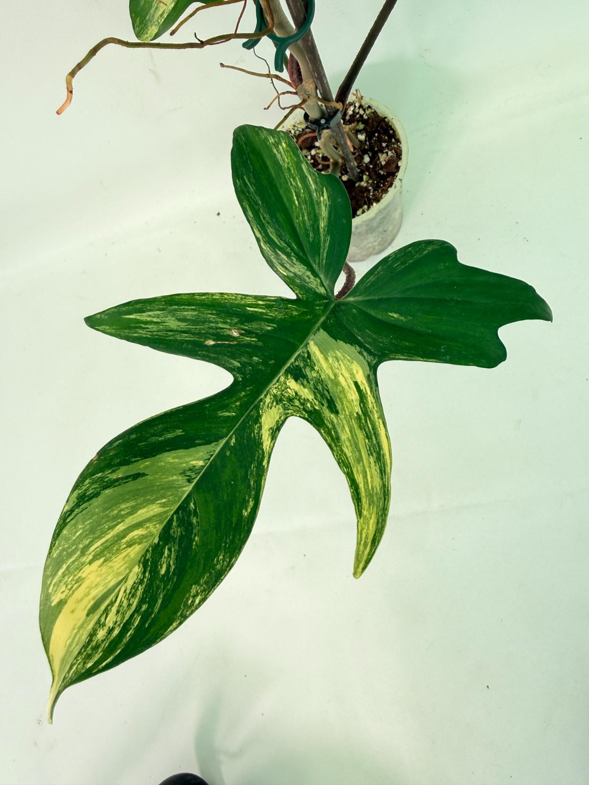 Philodendron Florida Beauty Variegata 04