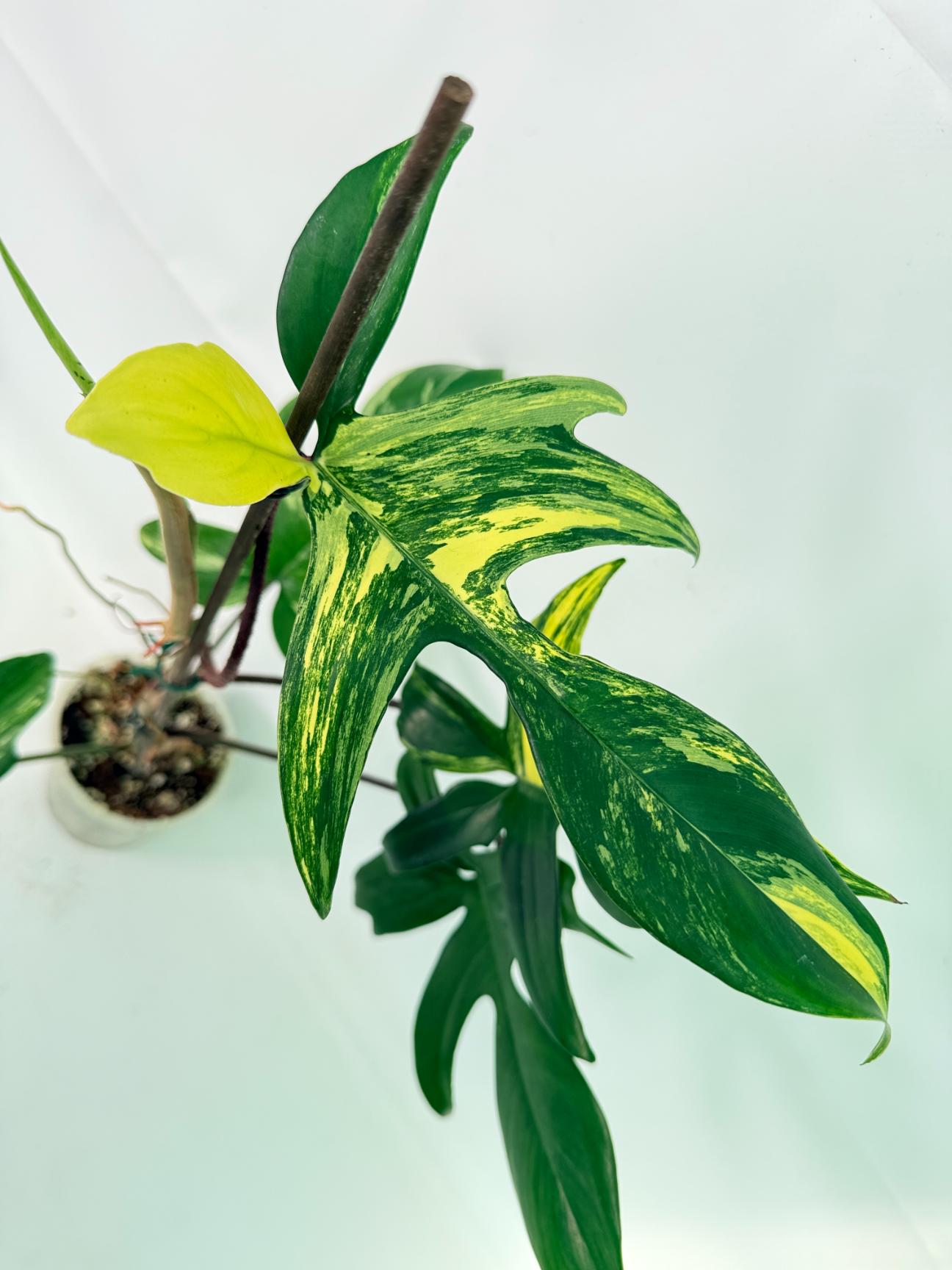 Philodendron Florida Beauty Variegata 05