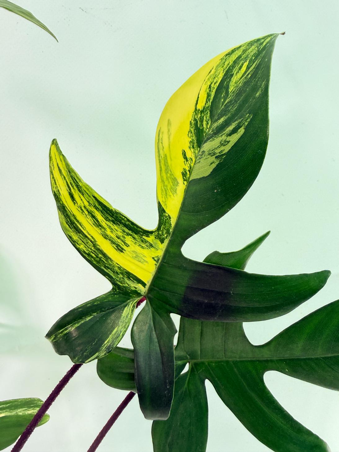 Philodendron Florida Beauty Variegata 06