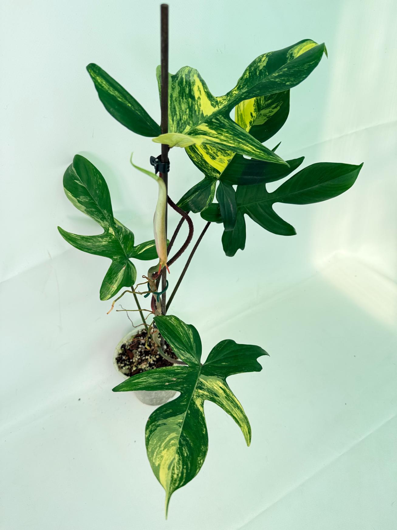 Philodendron Florida Beauty Variegata 07