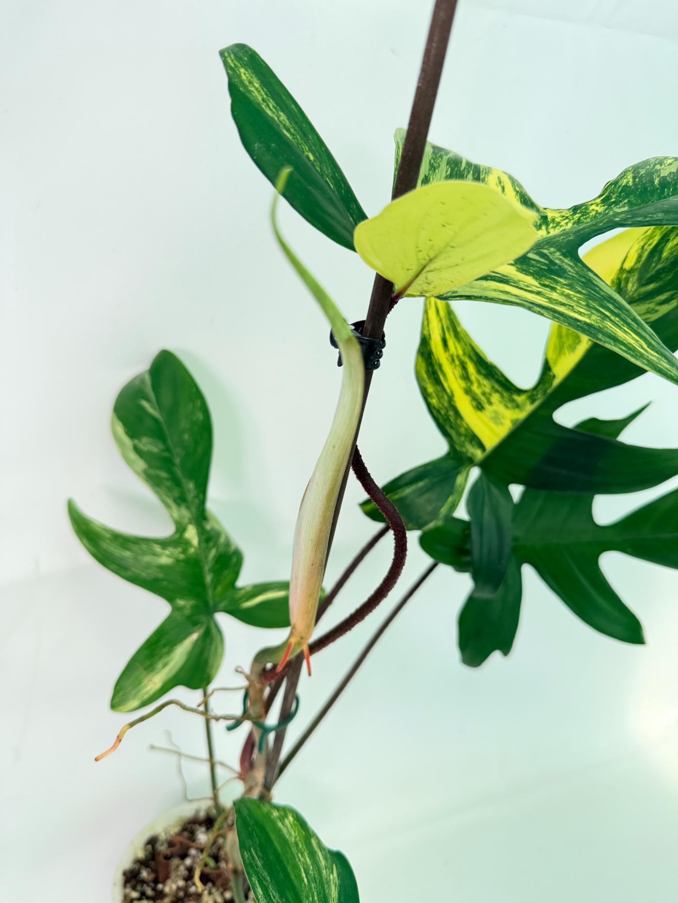 Philodendron Florida Beauty Variegata 08