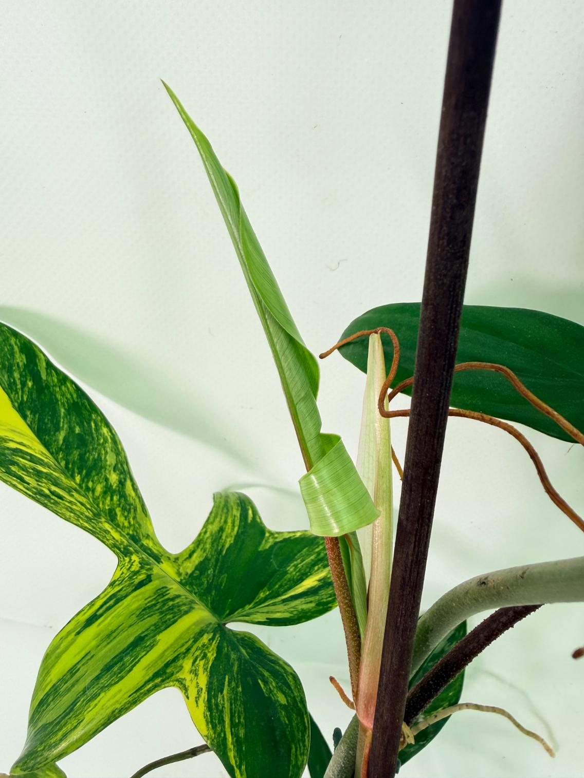 Philodendron Florida Beauty Variegata 08