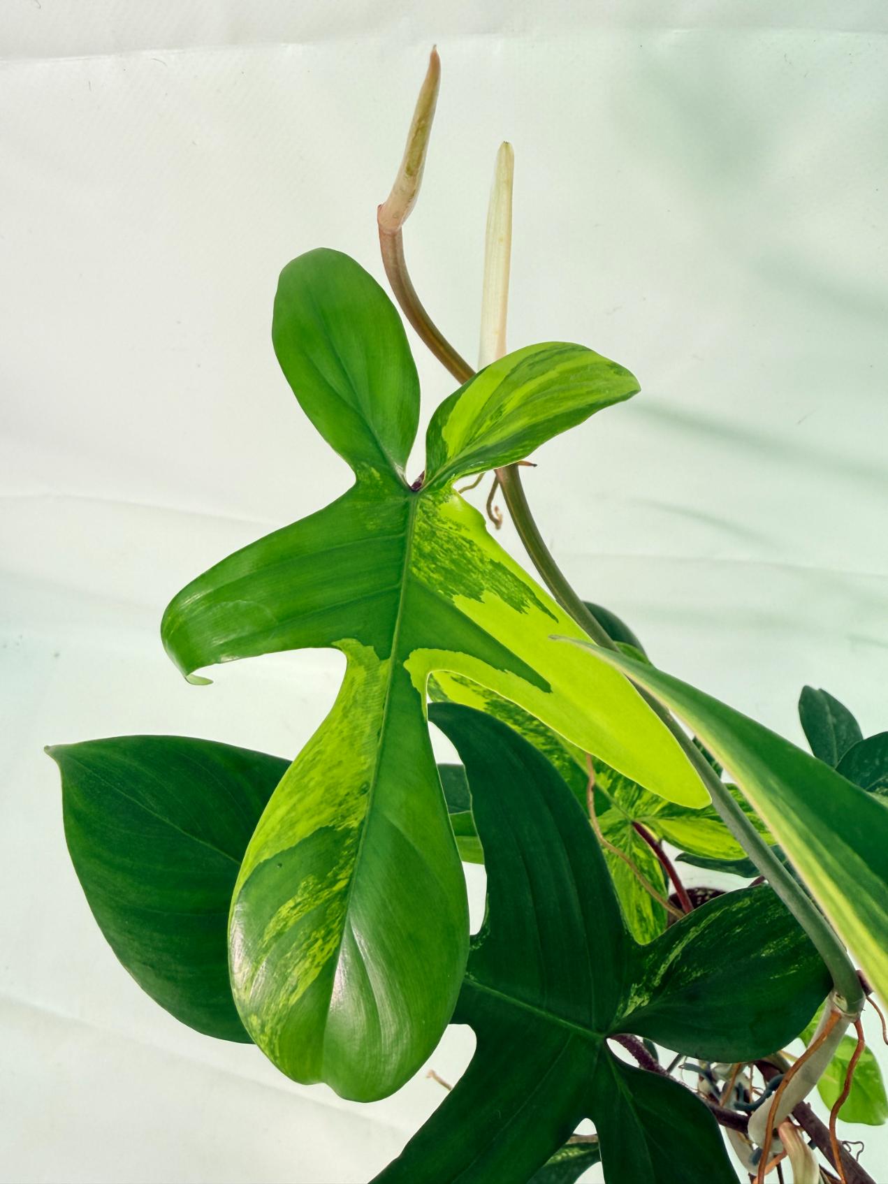 Philodendron Florida Beauty Variegata 09