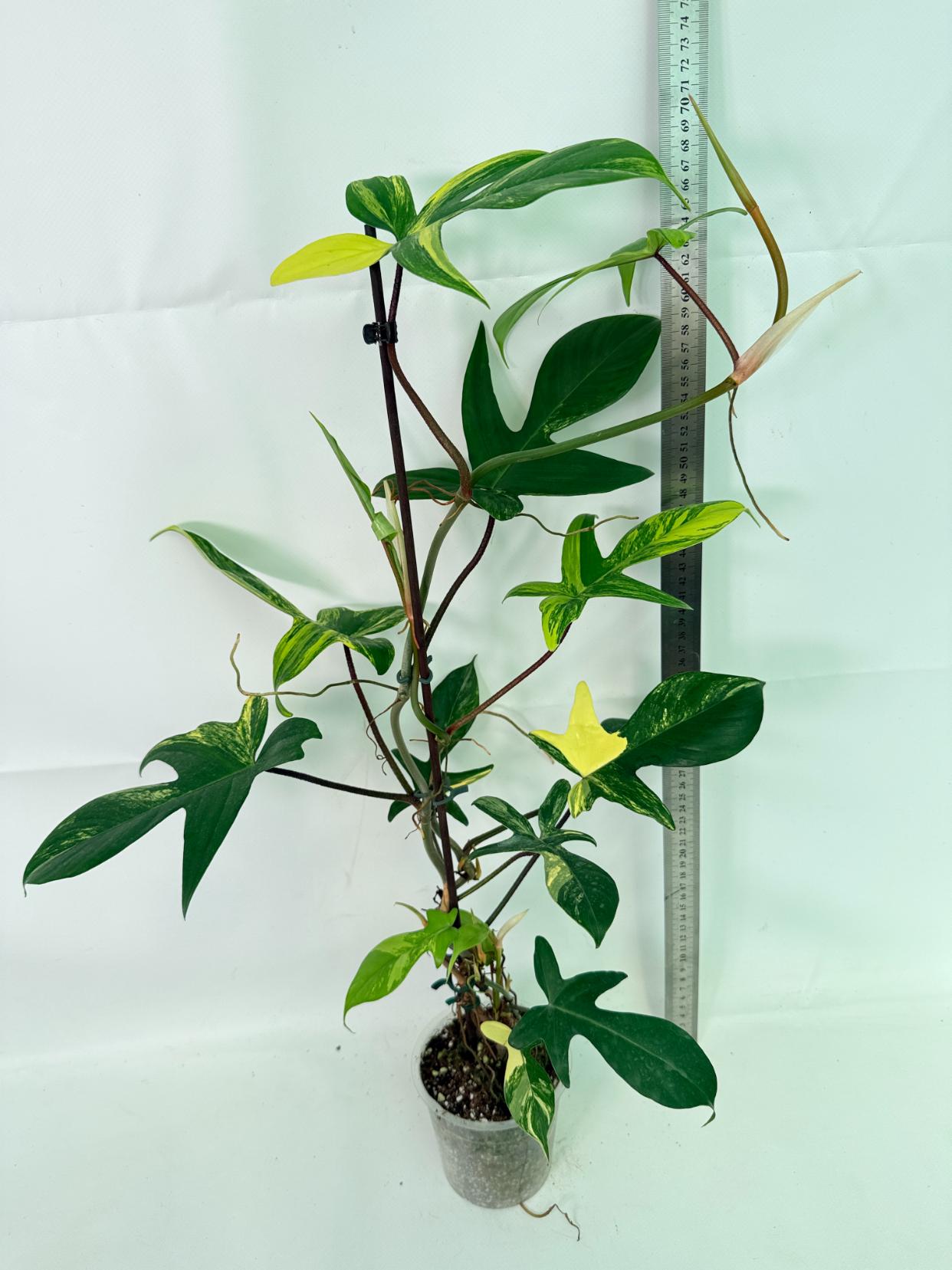Philodendron Florida Beauty Variegata 01