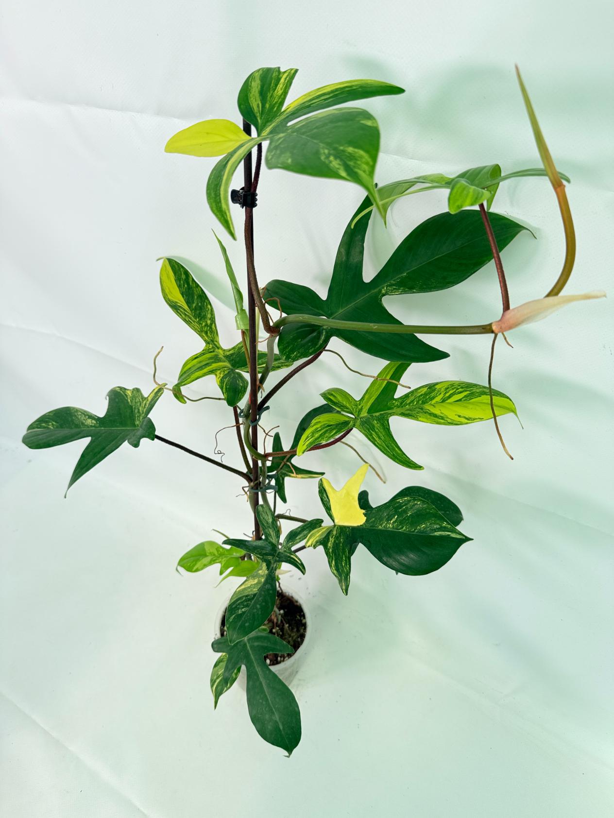 Philodendron Florida Beauty Variegata 02