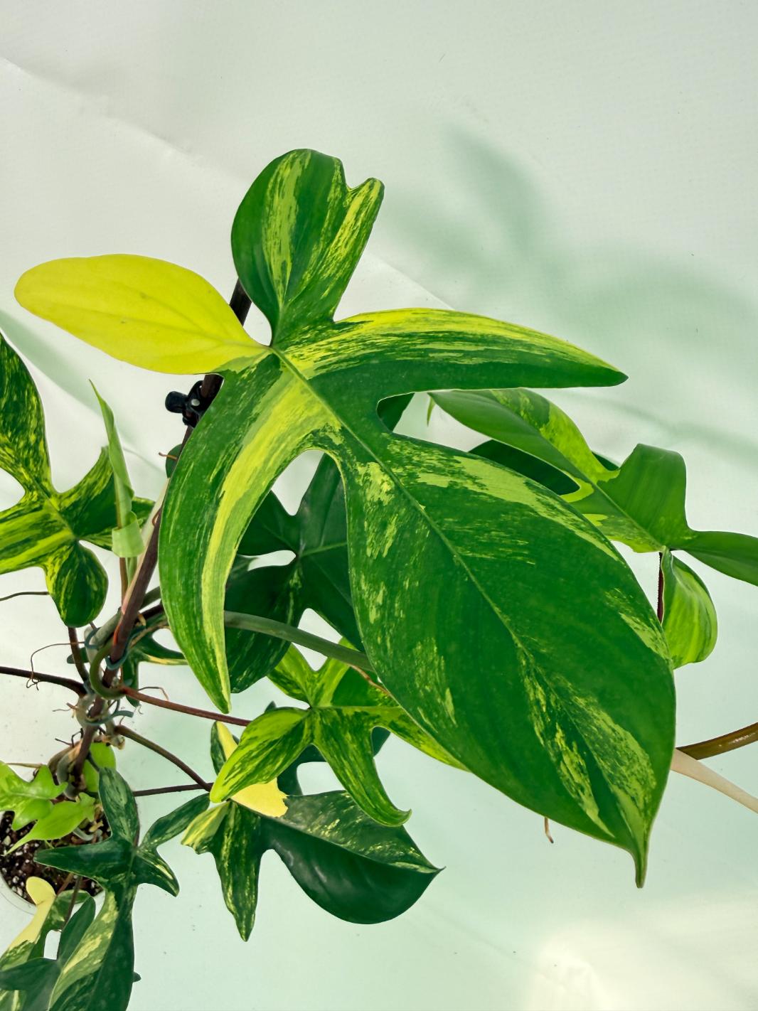 Philodendron Florida Beauty Variegata 04