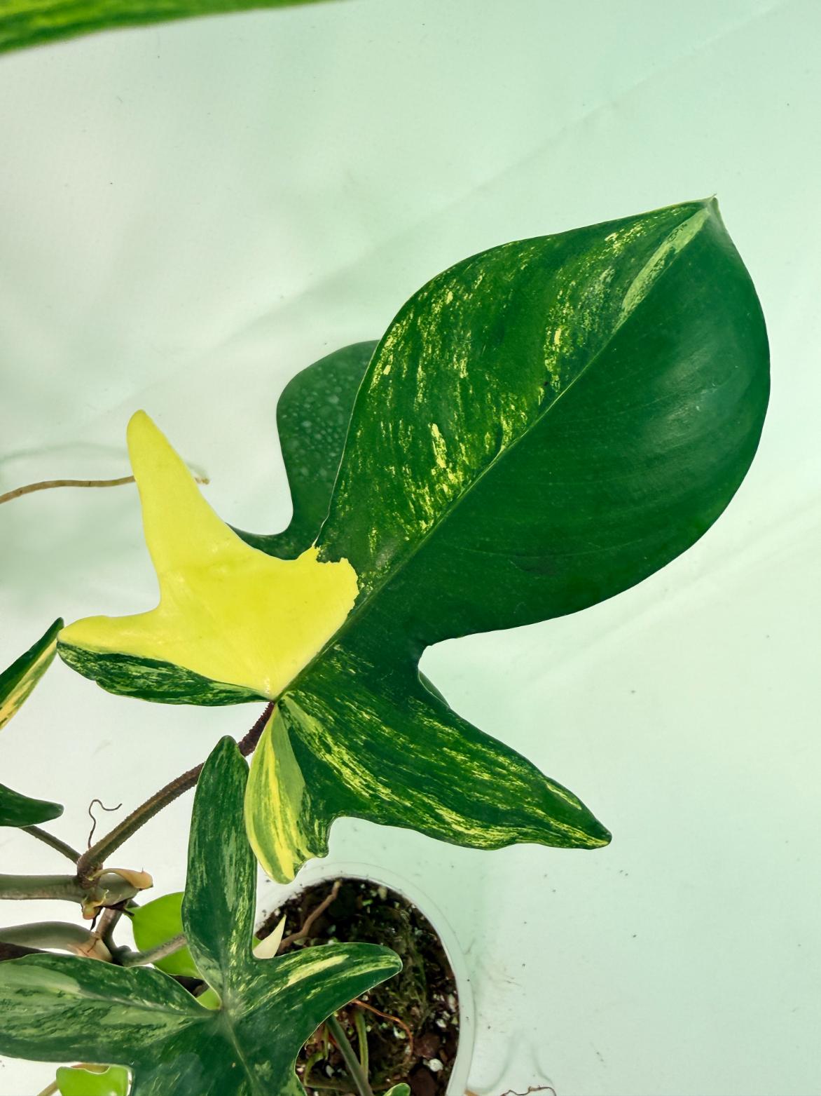 Philodendron Florida Beauty Variegata 05