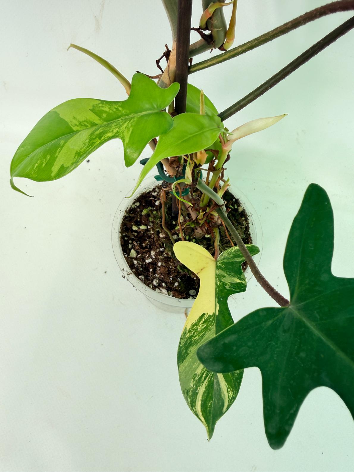 Philodendron Florida Beauty Variegata 06