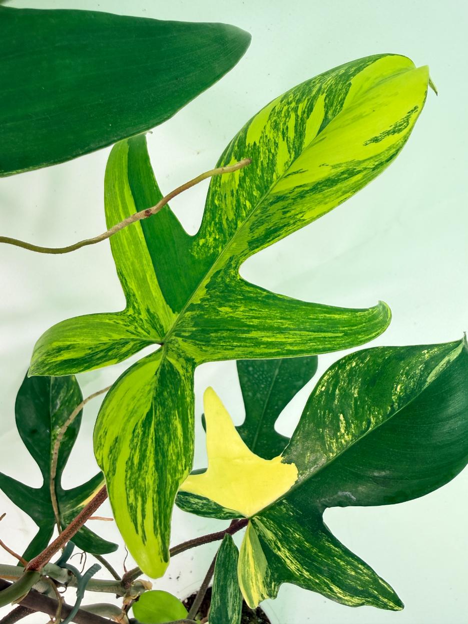 Philodendron Florida Beauty Variegata 07