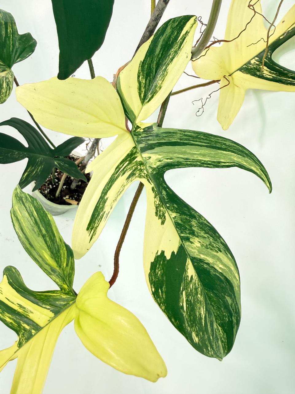 Philodendron Florida Beauty Variegata XL 06