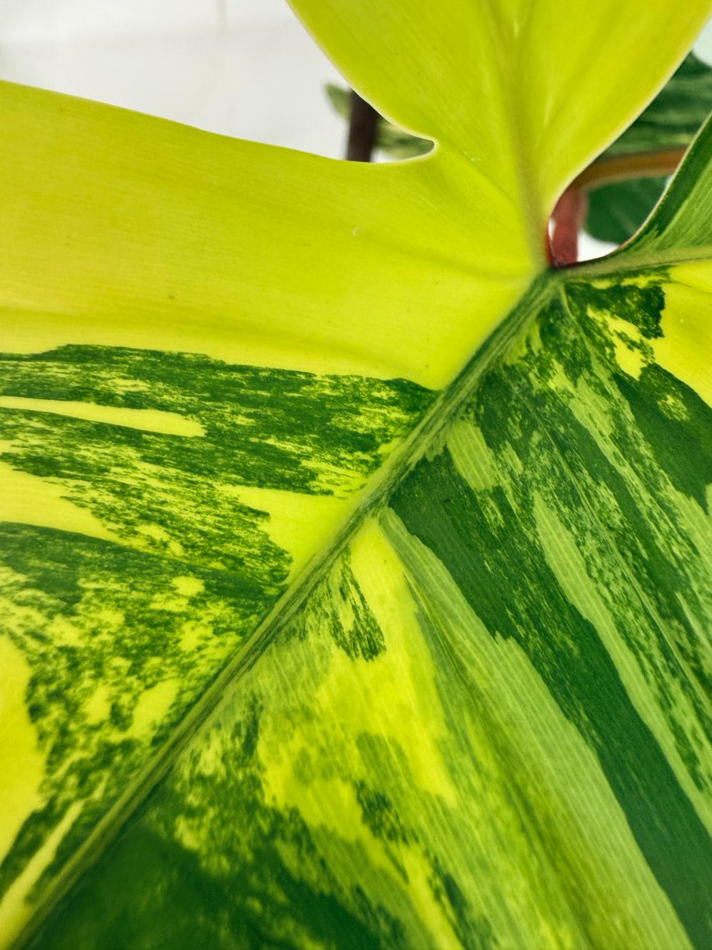 Philodendron Florida Beauty Variegata 2