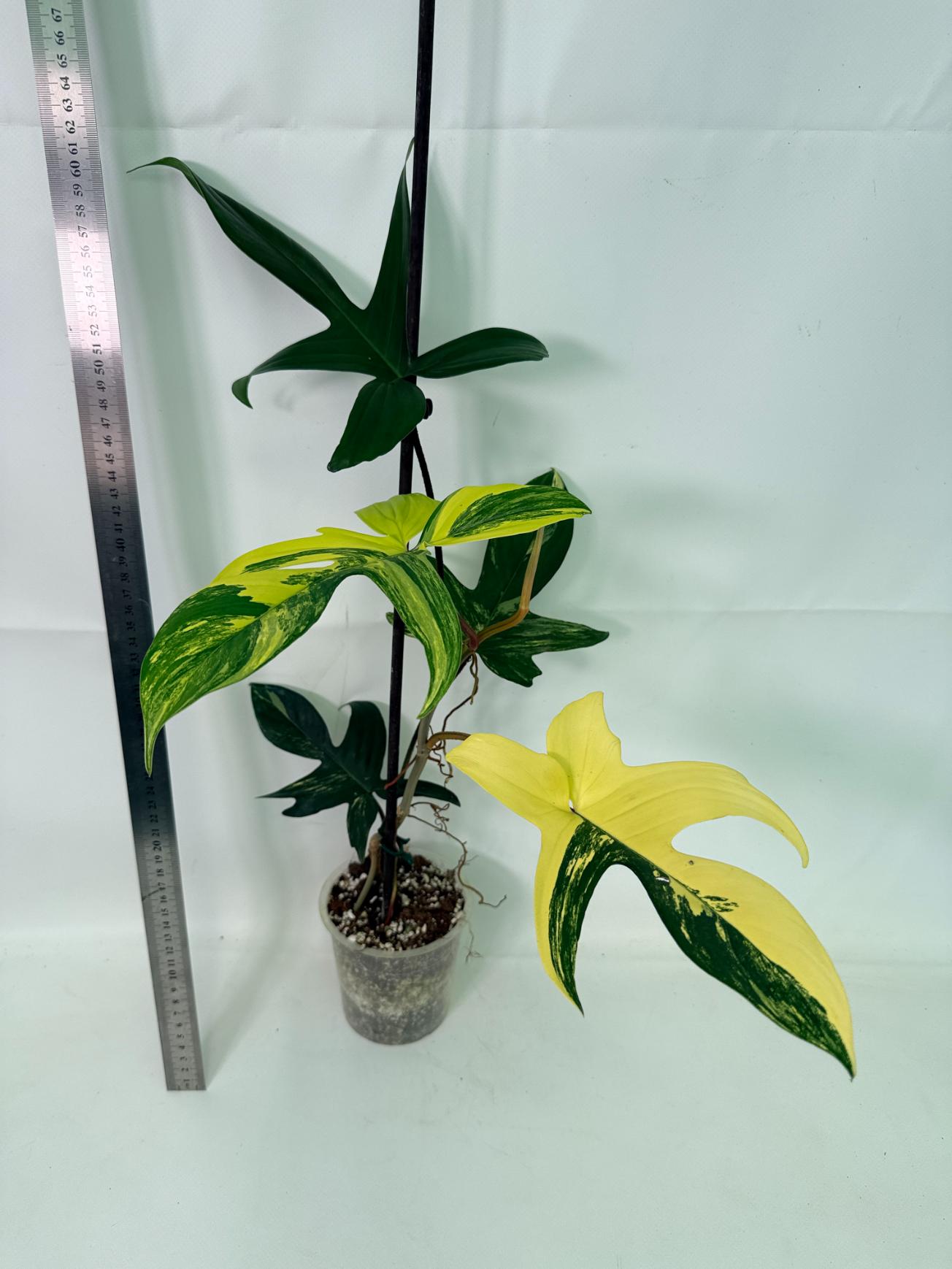 Philodendron Florida Beauty Variegata 1