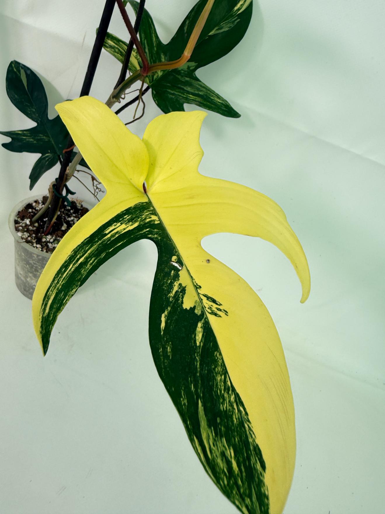 Philodendron Florida Beauty Variegata 7