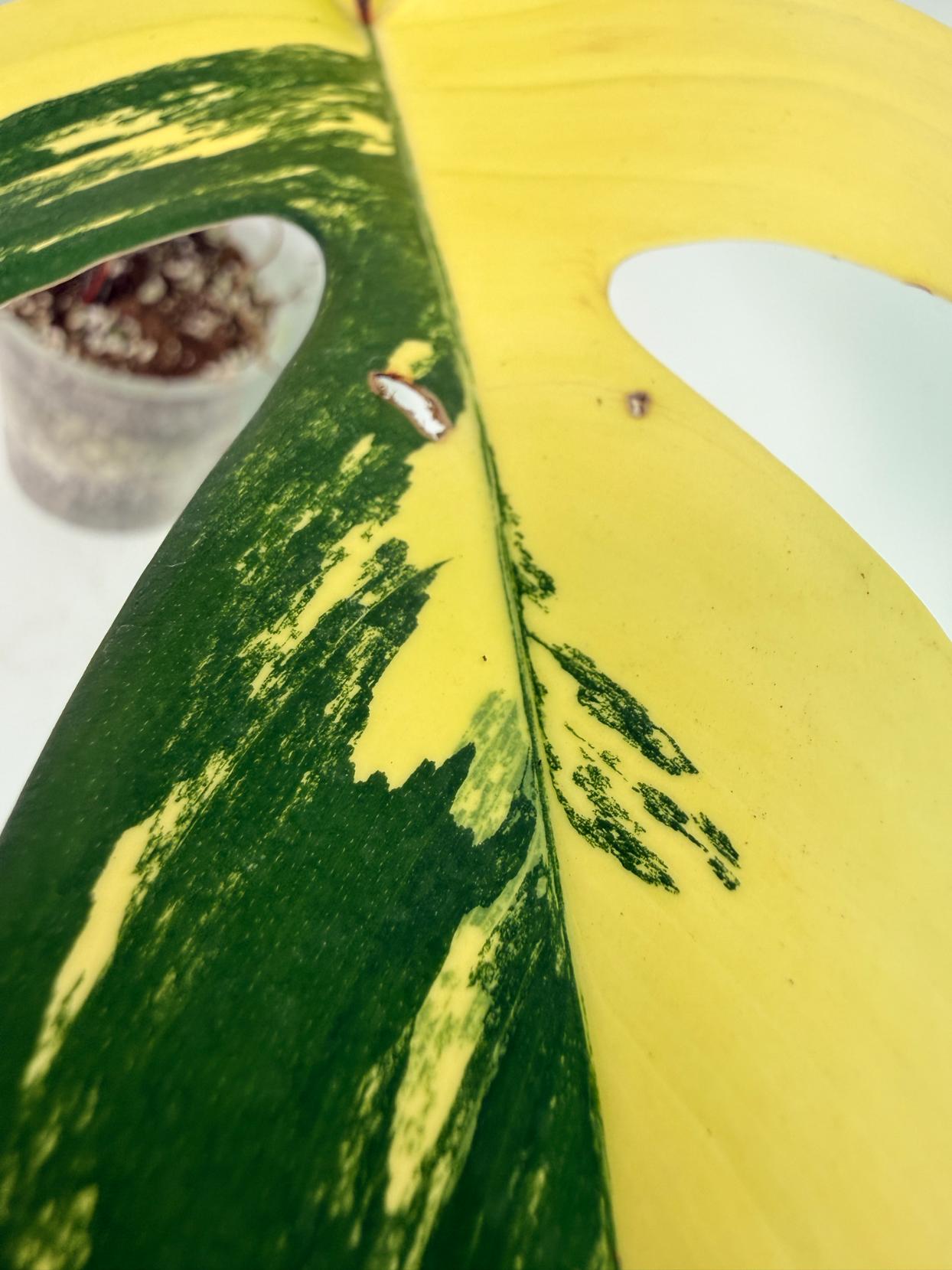 Philodendron Florida Beauty Variegata 4