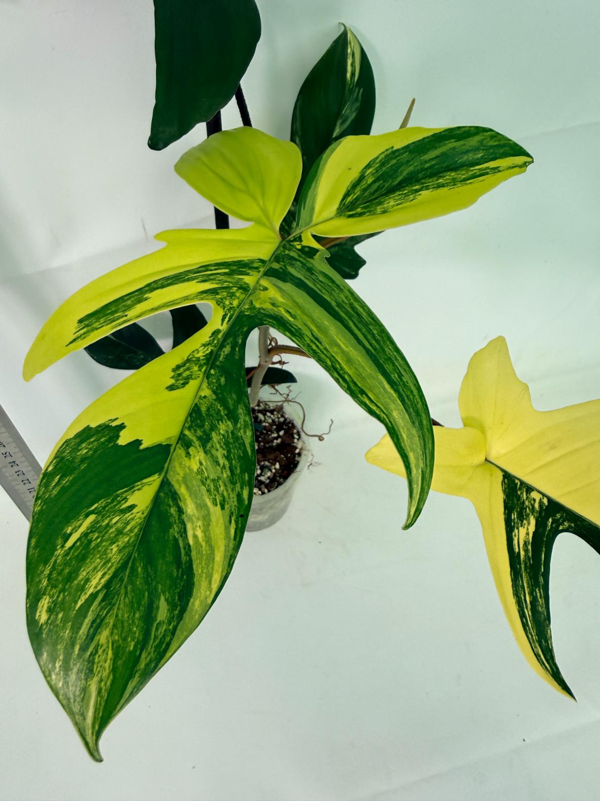 Philodendron Florida Beauty Variegata 8