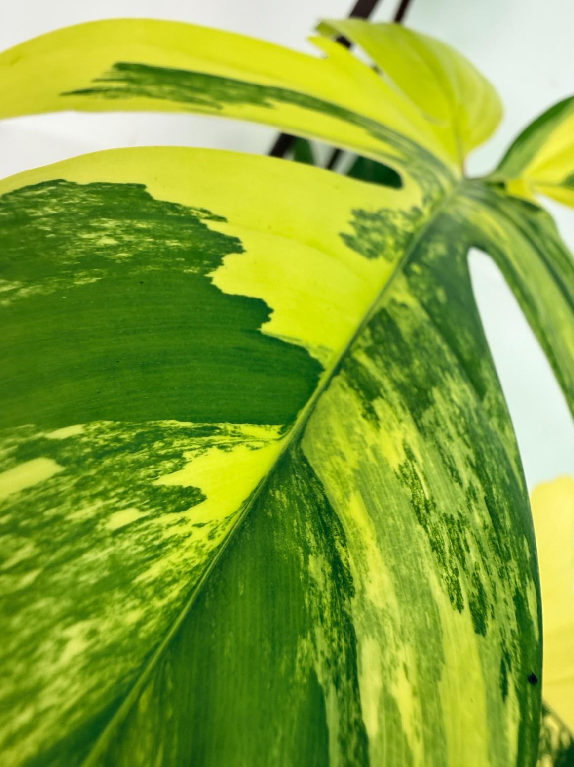 Philodendron Florida Beauty Variegata 9