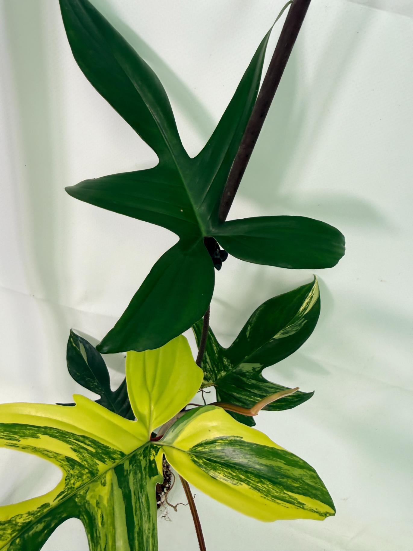 Philodendron Florida Beauty Variegata 10