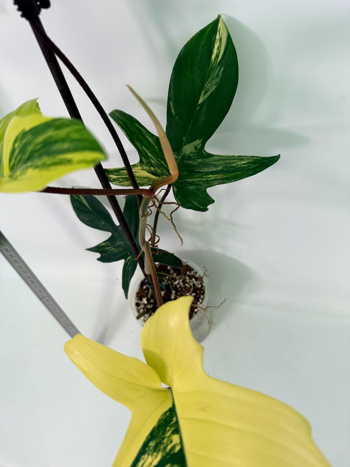 Philodendron Florida Beauty Variegata 12