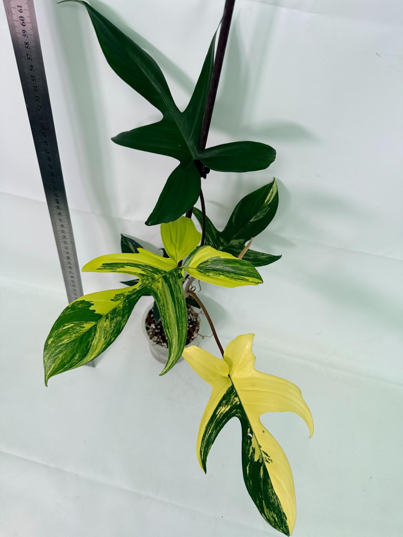Philodendron Florida Beauty Variegata 5