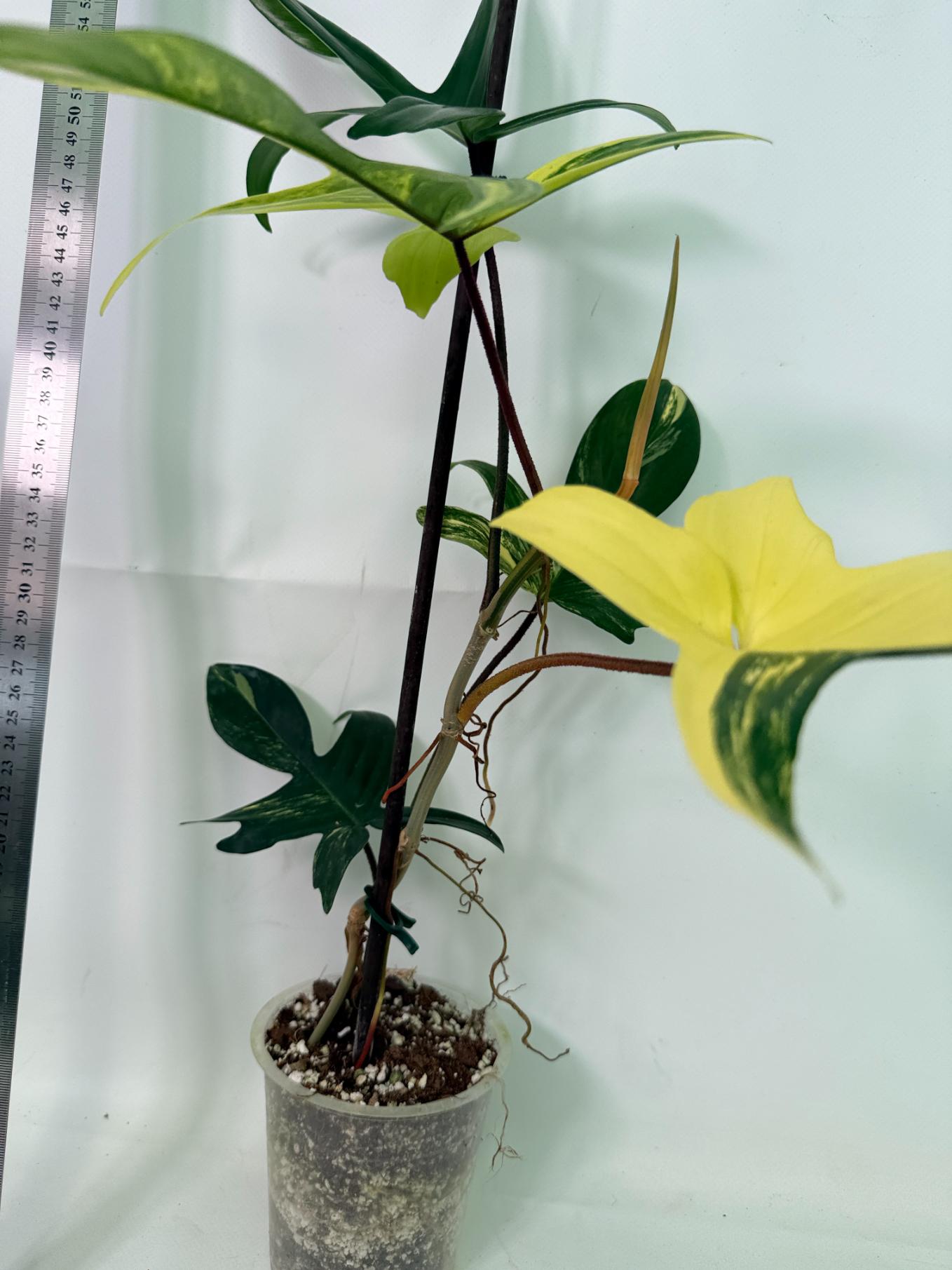 Philodendron Florida Beauty Variegata 3