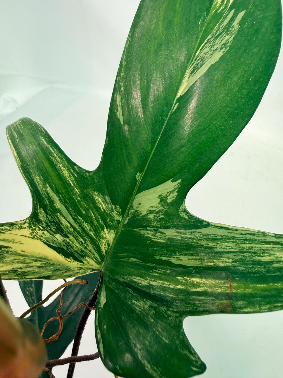 Philodendron Florida Beauty Variegata 6