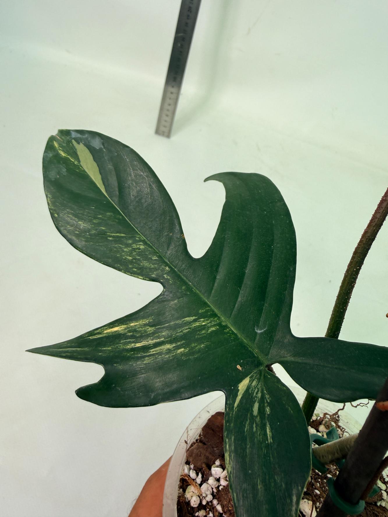 Philodendron Florida Beauty Variegata 11