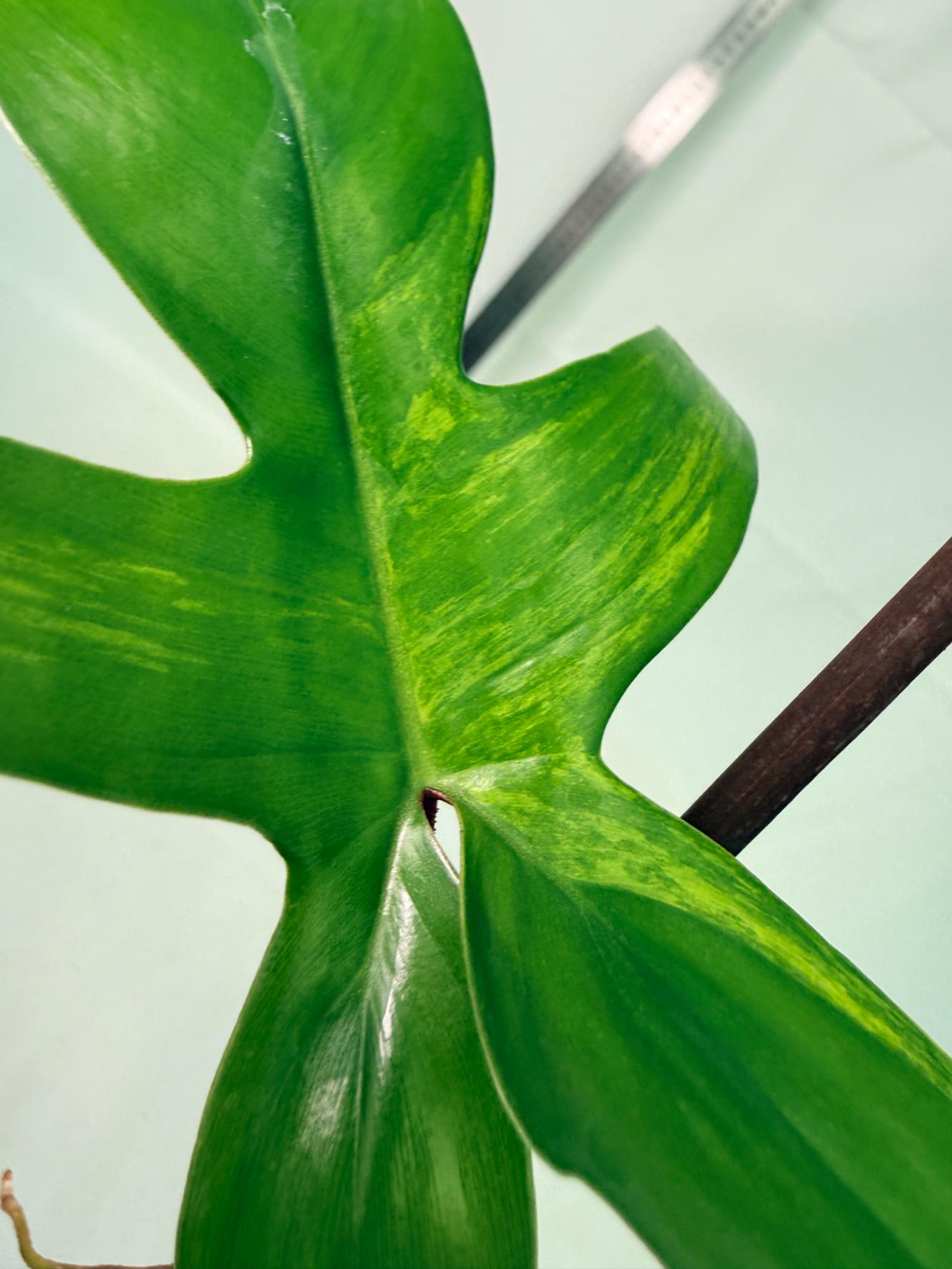 Philodendron Florida Beauty Variegata 7