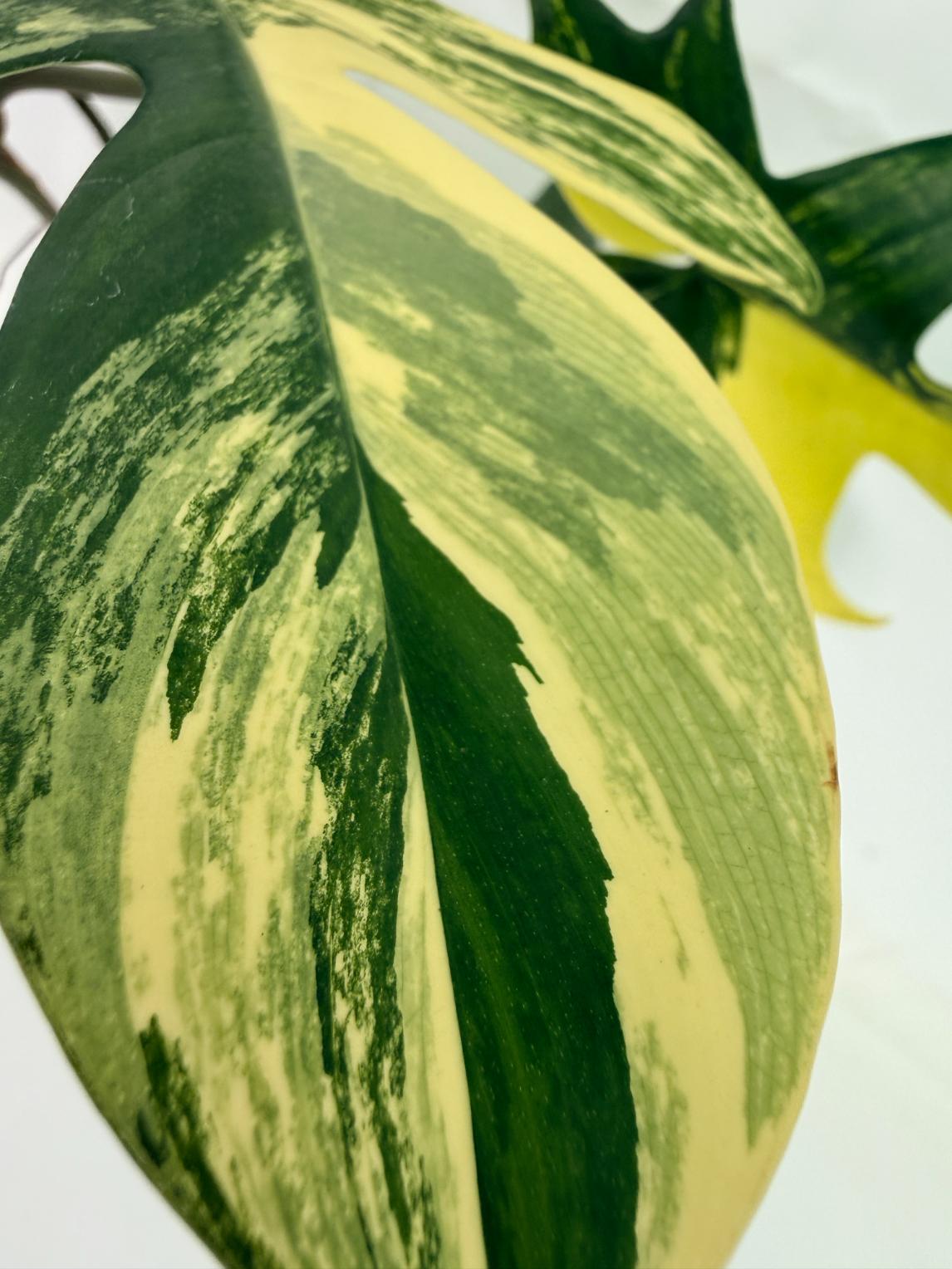 Philodendron Florida Beauty Variegata 2