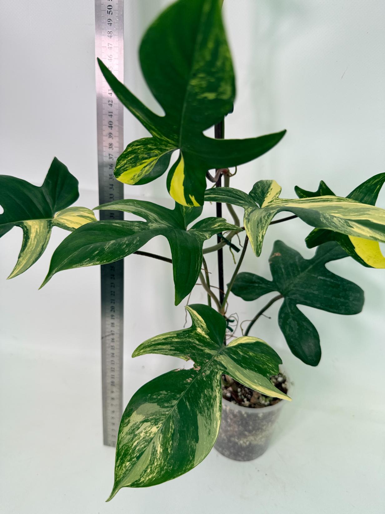 Philodendron Florida Beauty Variegata 11