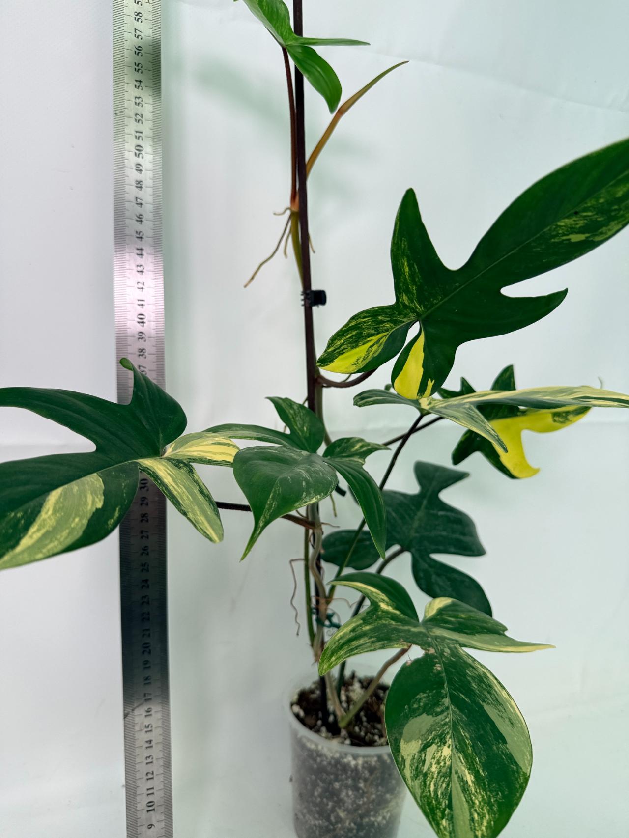 Philodendron Florida Beauty Variegata 12