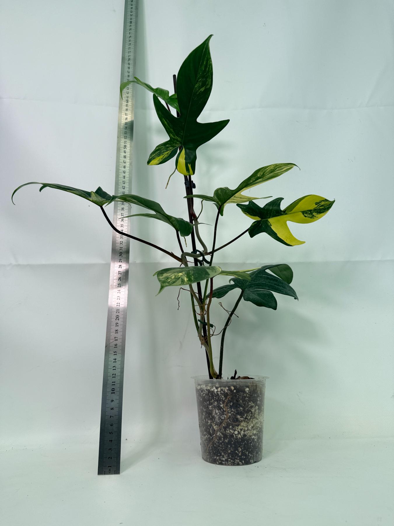 Philodendron Florida Beauty Variegata 13