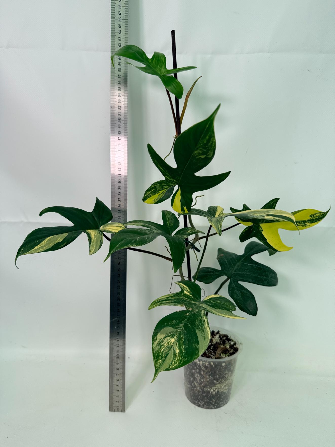 Philodendron Florida Beauty Variegata 1